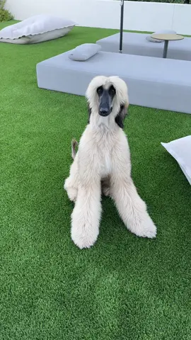 He went from cute & fluffy to well, I’m not really sure how to describe it 😂 #funny #afghanhound #puppy #dogsoftiktok #Summer #imamandaimsix😈 #imamanda 