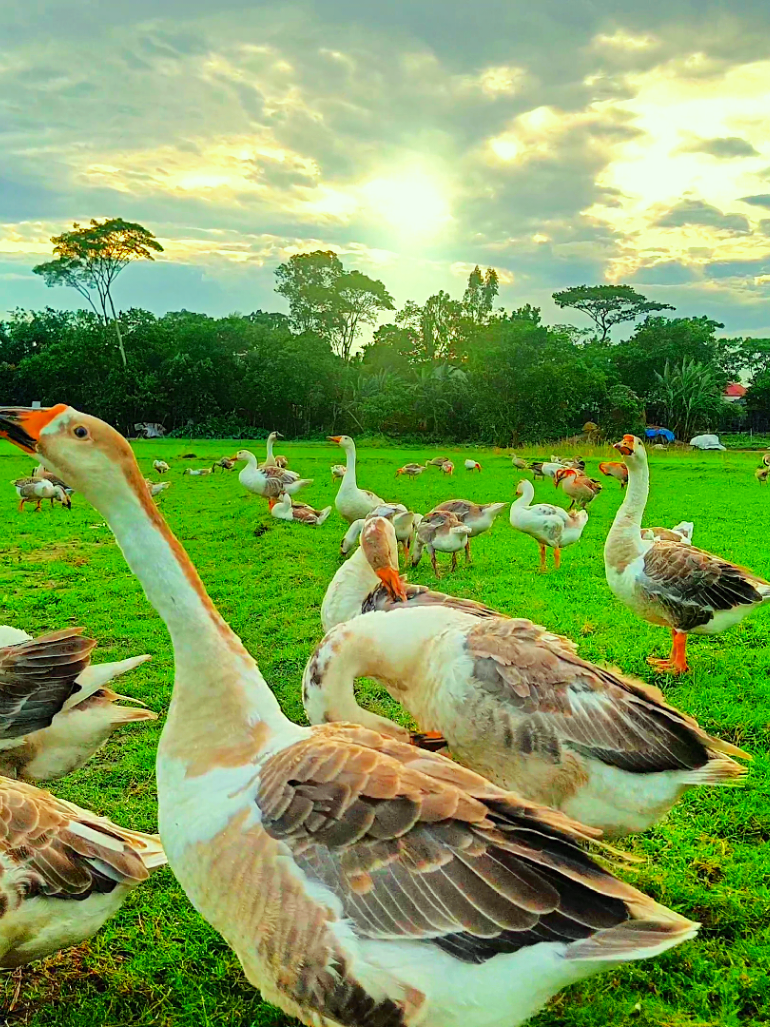 রাজহাঁসের অপরূপ সৌন্দর্য🦢🦢 #রাজহাঁস #natural #nature #song #nature4cx #4k #sky 