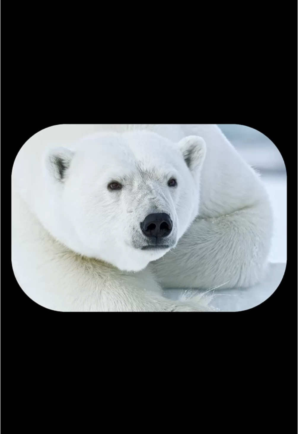 L’homme se pense central, mais a-t-il réellement conscience de la diversité du monde qui l’entour ?#animal#nature#ecologie#reflexion#philosophie