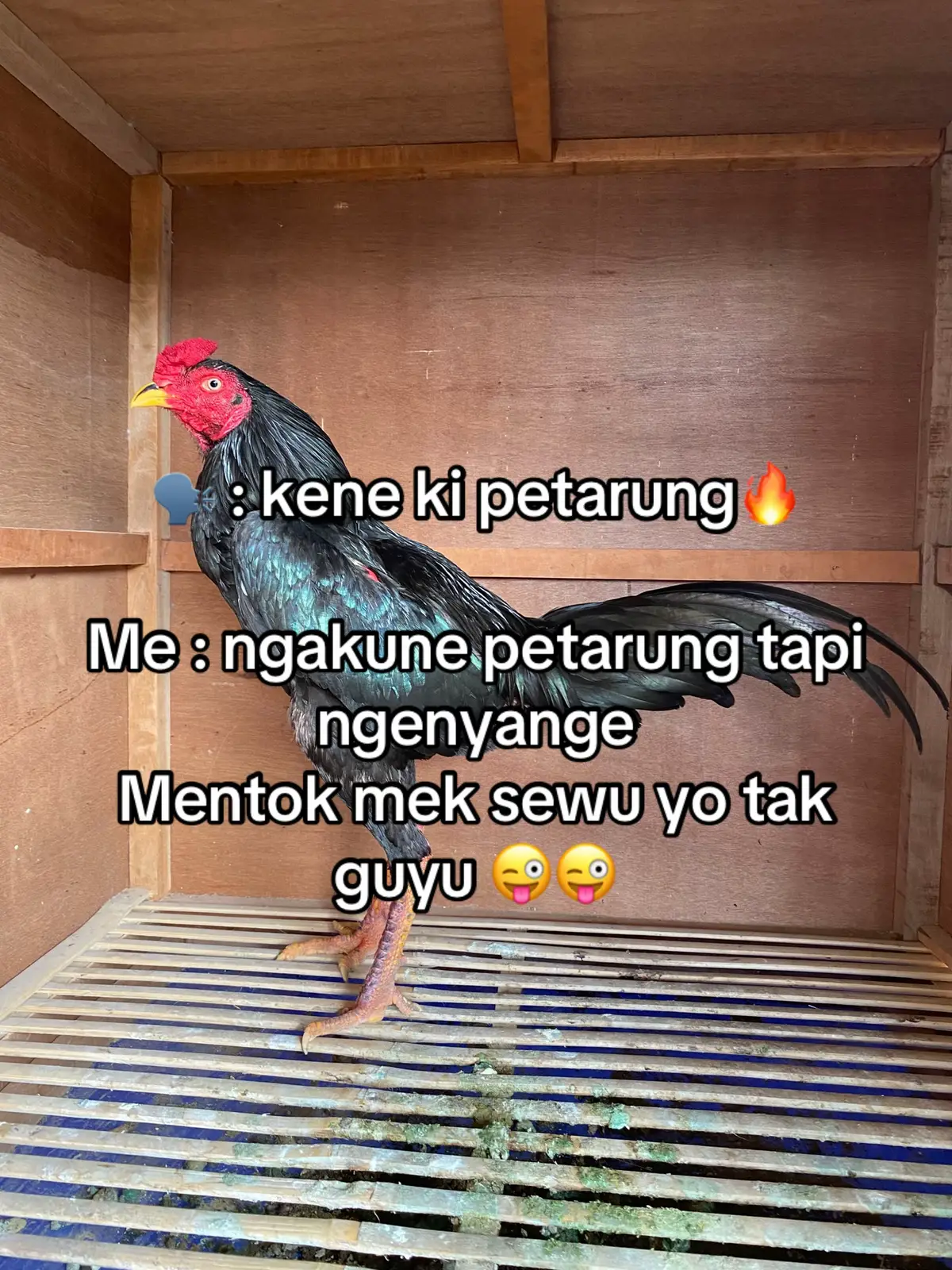 Ongkire tok ae kurang,🤣🤣🤣#rullyfarm #pakhoy #fypシ゚ #fyppppppppppppppppppppppp 