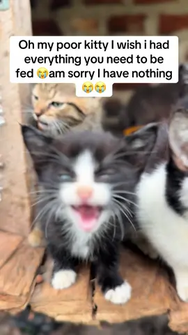#CatLoversUSA #SupportCatsUSA #CatRescueUSA #AdoptDontShopUSA #FelineLoveUSA #CatWelfareUSA #ProtectCatsUSA #CatAdvocacyUSA #SpayNeuterUSA #CatCareUSA #FelineRescueUSA #CatShelterUSA #FurryFriendsUSA #WhiskerWisdomUSA #PurrfectSupportUSA #KittyLoveUSA #CatRightsUSA #FelineAdvocacyUSA #AnimalWelfareUSA #CatLoveUSA #BestFriendsForPets #ASPCA #PetRescue #AnimalShelter #PetAdoption #PetCare #PetLove #CatParents #FelineFrenzy #CatLady #CatDad #KittyRescue #FelineFriends #CatsofUSA #PurrfectPals #CatLoversUnite #FelineCare #AnimalLoversUSA #PetSupport #RescueCats #AdoptLove #FurryFellows #WhiskerWonder #PawsitiveVibes #CatCharity #FelineSupport #USAcatLovers #CatCommunity #FurEverHome #PurrfectLife #FelineLoveUnconditional #KittyAdopt #RescueCatUSA #CatAdvocate #FelineWelfareUSA #PetCompassion #CatCompanions #FurryCompanions #