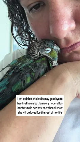 You may have seen in our stories last week that Lola is back. Unfortunately, her family has had to move overseas for work (they are military) and Lola could not go with them. So they asked if I could find her a new home. I shared her situation on our Patreon and almost immediately found her a home with one of our members. You may remember Beaker, the meyers parrot who was with us from October to December of last year. His mom offered to adopt Lola right away. I know how well she loves and cares for Beaker so it was an easy choice to say yes. She is busy preparing for Lola’s arrival and getting everything she needs so that she can bring Lola home in the next couple of weeks. #lola #conure #rescue #bird 