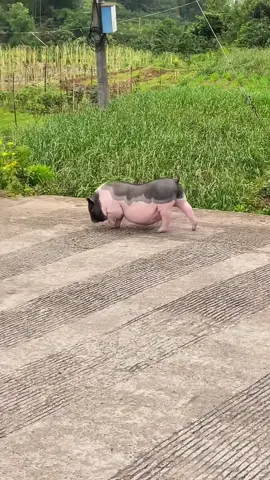 Where to go to play #tiktokviral #fypシ゚viral #pig #pigsoftiktok #pet #cutepig #pigs #fyp