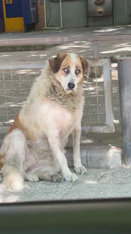 გთხოოვთ😭😭🥺