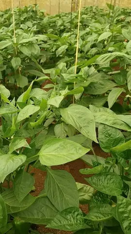 Freshness loading #farmlifeisthebestlife #mkulimayoung #GreenhouseGems #bellpepper q