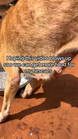 #animalsoftiktok 