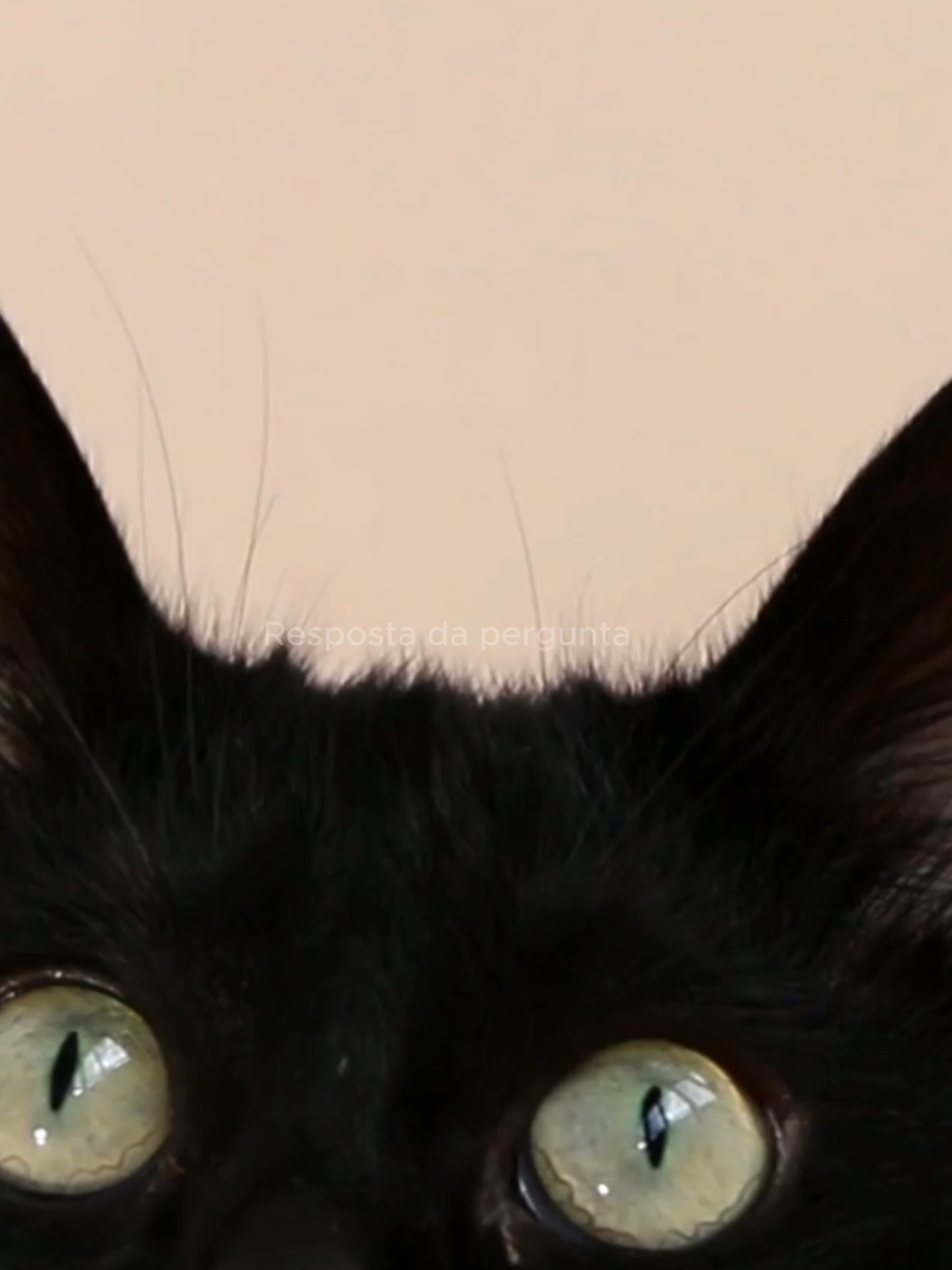 🤔 Por que o gato preto virou símbolo de azar #CoisasQueVocêNãoSabia ParaVocê #FYP #Foryou #Viral #TikTokBrasil #ConteudoInteligente #VideoEducativo #AprendaNoTikTok #DicaRápida #InfoTikTok