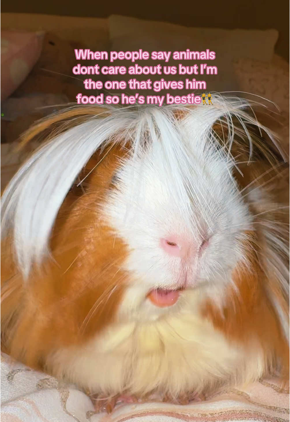 My bestie🐹✨ #fyp #pets #viral #guineapigsoftiktok 