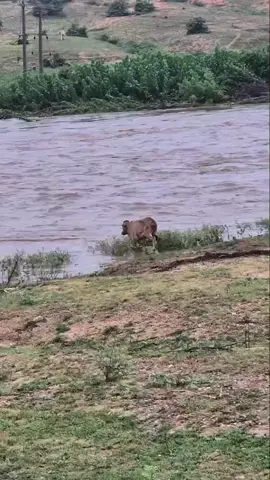 🐄 swimming cow  #cow 