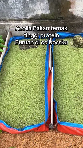 Gaskan co di keranjang kuning bagi bos bos ternak. #ternak #azolla #fyp #tren #trending #co 
