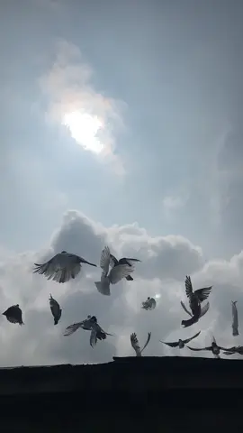 মানসিক শান্তি নির্ভর করে চারপাশে থাকা মানুষগুলোর ব্যবহার উপর৷ তারা যদি নেগেটিভ ভাবে আপনাকে গ্রহণ করে, আপনাকে ভালো না বাসে, আপনাকে সম্মান না দেয়, তবে আপনার জীবন থেকে মানসিক শান্তি নষ্ট হয়ে যায়! চারপাশে সব Toxic মানুষের ভীড়ে নিজেকে সবসময় খুব অসহায় মনে হয়! যারা ভালোবাসে না, অপছন্দ করে, দুর্ব্যবহার করে, বিন্দুমাত্র সম্মান করে না–কখনো কখনো একপ্রকার বাধ্য হয়েই এইসব মানুষের সান্নিধ্যে থাকতে হয়। অপছন্দ করা মানুষগুলোর আড় চোখের চাহুনি, আরও বেশি যন্ত্রণা দেয়! যারা কারো ভালোবাসা পায়নি কোনোদিন, তারা নিজেদের কখনোই সুখী ভাবতে পারে না! একটা মানুষ যখন সবসময় তার চারপাশে সব বিষাক্ত মানুষের সান্নিধ্যে থাকে, তখন সে মানসিক ভাবে ভেঙ্গে পড়তে থাকে! চারপাশে থাকা মানুষের ব্যবহার–আচরণ এবং কথাবার্তার মাঝেও মানসিক শান্তি নির্ভর করে। যারা তীব্র মানসিক যন্ত্রণা ভোগ করে, তাদের আশেপাশের মানুষগুলোর ব্যবহারের জন্যই তারা যন্ত্রণা পায়! আপনি যখন এমন পরিবেশে থাকবেন, যেখানে মানুষ আপনাকে বোঝে, সম্মান দেয়, ভালো ব্যবহার করে, আপনাকে ভালোবাসে–দেখবেন সেখানে আপনার বিন্দুমাত্র থাকতে কষ্ট হচ্ছে না। আর সেখানেই আপনি ভালো থাকবেন।  যারা আপনার হাসিকে পছন্দ করে, সবসময় আপনার মঙ্গল চায়, আপনাকে হাসায়, মূলত তারাই আপনার জীবনে আশীর্বাদ হয়ে আসে। যারা আপনার হাসিকে সহ্য করতে পারে না, আপনার আনন্দ দেখে হিংসা করে, আপনাকে অপছন্দ করে, তারা কখনোই আপনার মঙ্গল চায় না। পৃথিবীতে সব মানুষই আপনাকে ভালোবাসবে না। আপনার ভালোর কথা চিন্তাও করবে না৷ তবে এইসব ঘৃণা করার মানুষের ভীড়ে উপরওয়ালা কাউকে না কাউকে রাখে, যে আপনাকে সত্যি ভালোবাসে। আপনাকে হাসায়, আনন্দ দেয় এমনকি সম্মান করে৷ হোক সংখ্যায় খুবই কম কিংবা একটা মাত্র মানুষ। সেই মানুষটাই আপনাকে জীবনের সব দুঃখবোধ, হতাশা এবং মানসিক অবসাদ ভুলিয়ে রাখবে। #foryou#foryoupage#officialtiktok#fpyyyyyyyyyyyyyyyyyyyyy 