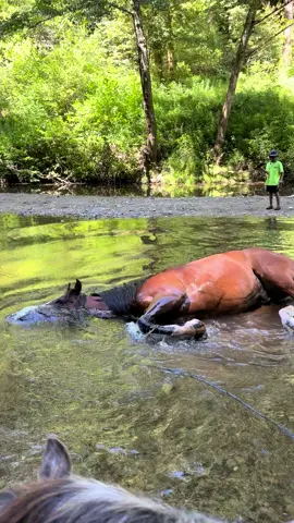 The most water lovin horse there ever was 