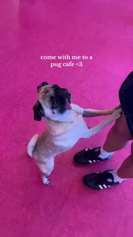@CuppaPug in Escondido, CA 🩷 #escondido #pugcafe #pug #pugs #pugsoftiktok #cuppapug #sandiego 