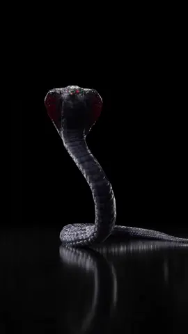 كوبرا #كوبرا #أفعى   #ثعبان #حنش  #ثعابين #أنكوندا  #snake   #cobra  Live Wallpaper #Live_Wallpaper #Live_Wallpaper_4k  #LiveWallpaper4k  #4kLive_Wallpaper #subzero_vs_scorpion #subzerovsscorpion #ثيمات #سمات #خلفيات_للجوال #صور_متحركة #صور_الجوال #خلفيات_متحركة #ثيمات_متحركة #خلفيات #خلفيات_جوال #خلفيات_عالية_الدقة #خلفية#صور #life_wallpaper #livewallpaper #walle_paper #thems #أبطال #خيال #heros #قطة  #قطط #هرة #أليس #أليس_في_بلاد_العجائب #الخلفيات_المتحركة #عجائب #كرتون #life_wall_paper #live_wallpaper #livewallpaperanime #anime #cartoon #cartoons #marvel #سحر #خيال #magic #dragoon #dragoons #تنين #تنانين #أسطورة #أساطير #فانتازيا #شمس #قمر #نجوم# #أرض #كوكب #كواكب #ساعة #hulk #the_hulk #marvels #heman #he_man #تقنية #تكنلوجيا #technology #matrex #x_men #wolfren  #sport #sport_car #sport_cars #سيارات #سيارات_رياضية #car #cars #تفحيط #هجولة #ضحك #فلة #وناسة #ضحك_وناسة #فلة_ضحك_وناسة #مهرج #claon #dragoon_ball #dragoonball #الشعب_الصيني_ماله_حل #اكسبلوررررر #أكسبلور #explor #explorepage#مقابر #مقبرة #زومبي #سحر #ساحرة #ساحر #قبور #gravestone #cemetery#جثة #جثث #نباش #كلاب #نباح #wolverine #xmen