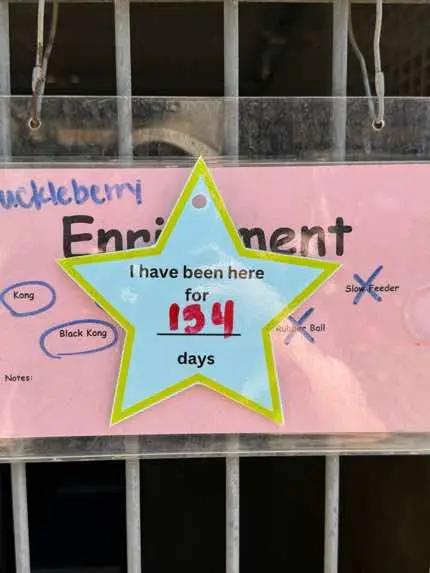 Hi, I’m Huckleberry. I am a neutered male, chocolate and red Rottweiler mix. The shelter staff thinks I am about 2 years and 6 months old. I have been at the shelter since Mar 04, 2025.  Hola, soy Huckleberry. Un macho castrado de approximadaments 2 años y medio. Entre aqui un poco nervioso y muy apagado del mundo pero con un poco de ayuda puedo alumbrar tu dia como tu puedes con el mio. Me puedes adoptar? Nomas tomare un poco de tu espacio… Estoy en Chula Vista si gustas conocerme. Talvez podriamos ser amigos por mucho tiempo.  I came in pretty nervous and shut down but blossom nicely with a little bit of help. I love to give kisses and get attention from you so I may come off slightly annoying. I just do it because I'm so happy to meet you! I have done well with the dogs that I've met while I've been here.  Can you adopt me? I will only take up a little bit of your space… I am here in Chula Vista if you would like to get to know me? Perhaps we could be friends for a very long time.  #adoptme #adoptdontshop #adopt #chulavista #sandiego #chulavistaanimalcarefacility #rottweiler 