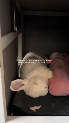 Overall blessing 🥺 #bunnymomma #bunnymom #bunnytok #bunnylove #hollandlop #tips 
