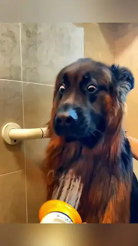 Funny animals 😂 #Pet #cat #dog #cute #animals #foryou #typ