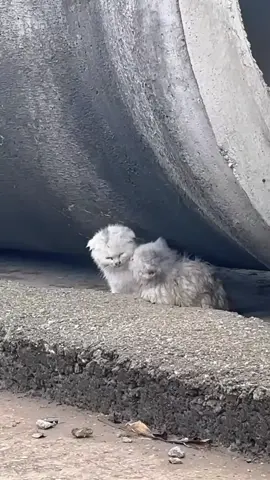 Two poor abandoned cats and the ending #cat #rescuecat #animals #animalcat #catslove #animalslove #rescue #animalsoftiktok #catsoftiktok #rescueanimals #lovecats #Love 