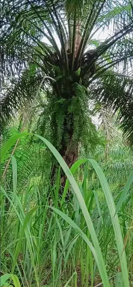 belajar proneng 🌴 #petaniindonesia🇮🇩🇮🇩🇮🇩🌿🌿 #petanisawitindonesia #sawitontiktok #kulisawit #bosmuda #soundviral #fypageシ #fyppppppppppppppppppppppp 
