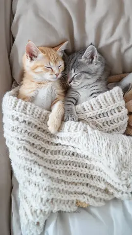 Kittens offline. Please do not disturb 💤 #kitten #cutecat #cuteanimals