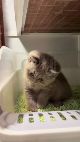 Neo🤏 #cat #lucu 