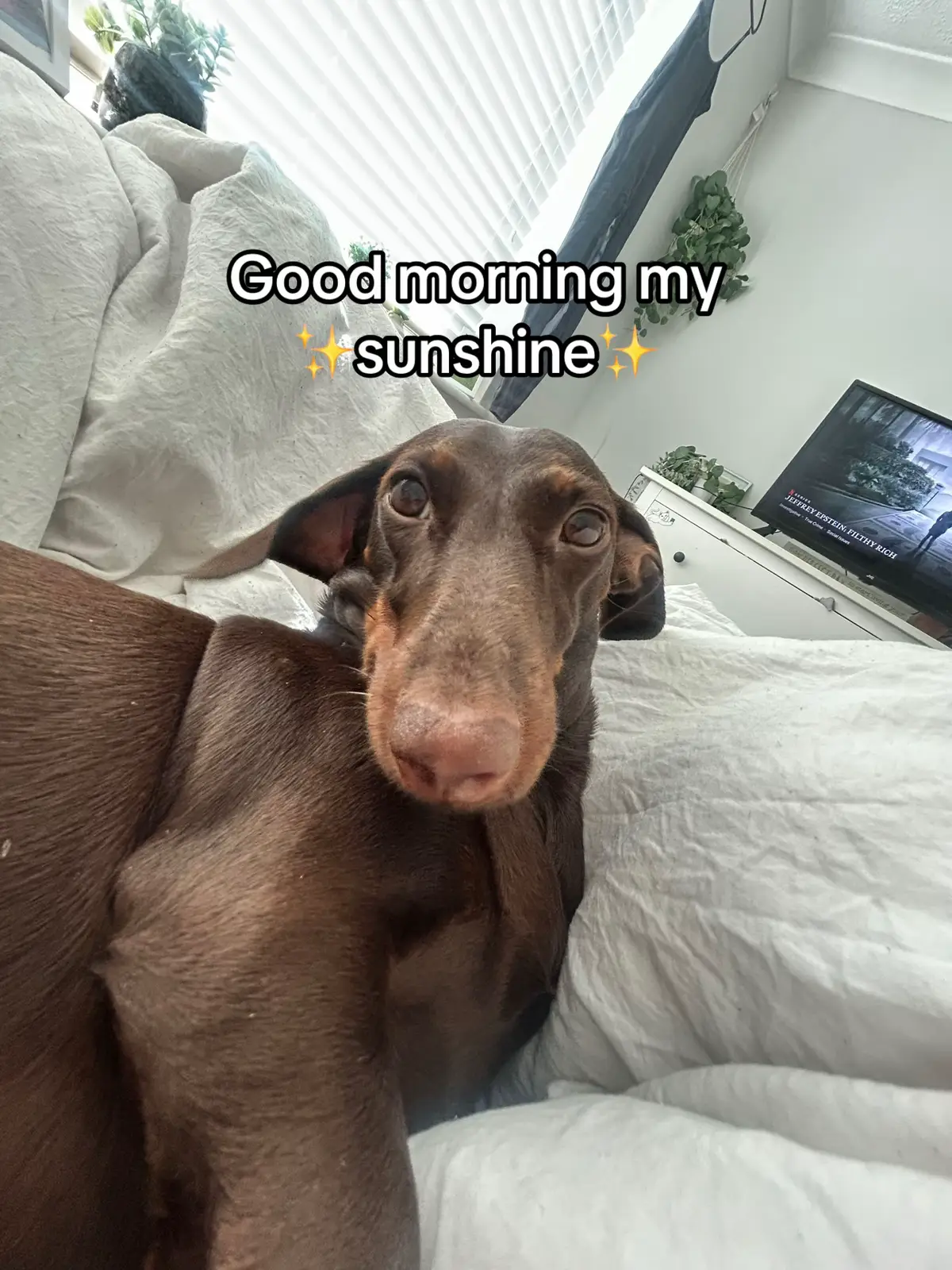 #viral #dog #dachshund #puppy #dogtok #funny #meme #sausagedog #beautiful #bf #gf #goodmorning #bff #positivity 