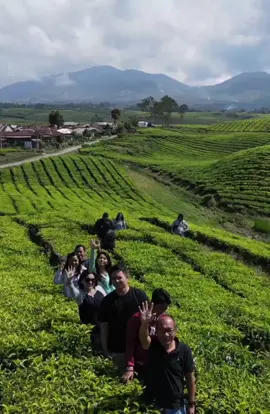Kebun Teh Kayu Aro #lagunostalgiaindonesia #liriklagu #kenangan #kerinci_jambi_indonesia #kayuarokerinci #indonesia🇮🇩 