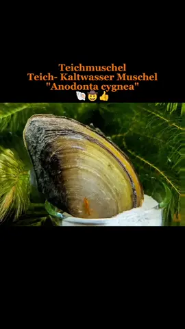 Teichmuschel | Teich / Kaltwasser Muschel | Anodonta cygnea - Muschel für den Teich / Gartenteich / Kaltwasseraquarium - Filtert und klärt das Teichwasser - Färbung = bräunlich bis golden - Wasserhärte= mittel bis hart - Verhalten = sehr friedlich - Nachzuchten, kein Wildfang! Die Große Teichmuschel, auch bekannt als Schwanenmuschel oder Große Weihermuschel. Sie ist eine heimische Art in Mitteleuropa, in der Natur findet man diese Teichmuscheln in Teichen und Weihern. Mit ihrem sogennanten Fuß können sich Teichmuscheln im Teichschlamm / Sand / Bodengrund verankern und dadurch auch langsam fortbewegen. Als filtrierende Muschelart ist sie ein optimaler Besatz für den Teich / Gartenteich / Schwimmteich, oder das Kaltwasseraquarium. Sie kann dabei auch mit anderen friedlichen Fischen, Schnecken, Garnelen (im Kaltwasserbecken), und weiteren friedlichen Bewohnern vergesellschaftet werden. Achtung: Eine Vergesellschaftung mit großen Krebsen oder schneckenfressenden Fischen ist nicht zu empfehlen. Die Teichmuscheln sind für ihre guten Dienste als natürlicher Wasserklärer / Wasserfilter geschätzt. Als Filtrierer filtern sie den ganzen Tag Mikroorganismen, Algen, Schwebealgen, Schwebstoffe, Bakterien, Kleinstlebewesen und Staubfutter, wie zum Beispiel mein Pure&Basic Powder oder Pudding aus dem Wasser. --- Darüber freuen sich auch die anderen Bewohner in meiner Aquarium Zuchtanlage: Zwerggarnelen / Garnelen, Wasserschnecken, CPO Krebse, Wasserpflanzen, Moose uvm. 🦐🌿 Aqua Birne Shop: Aqua - Birne . de 🐌🦞 ▶️ Folge mir gerne für mehr! Aquaristische Grüße Daniel Birnbaum, die Aqua Birne 🍐🤠👍 . . . #Aquarium #garnelen #garnelenaquarium #wasserschnecken #garnelenzucht #zwerggarnelen #aquaristik #muscheln #muschel #teichmuschel #teich #gartenteich #koiteich #fische #schwimmteich 