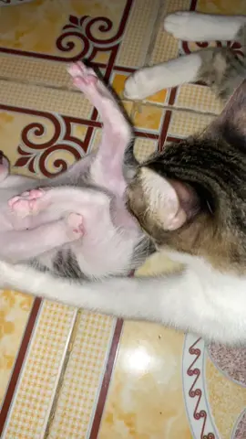 pusa-1 ako-0