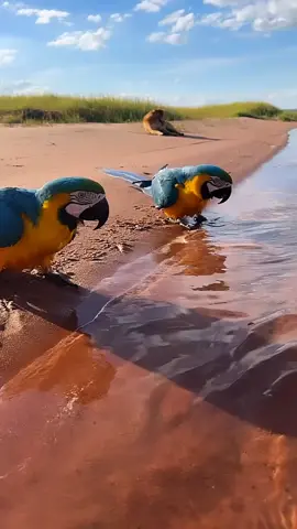 NATURALEZA. Guacamayas azules en el Estado Apure - Venezuela.  #Venezuela #Apure #Guacamayas #Fauna #'AvesDeVenezuela #Naturaleza #Turismo #LlanosDeVenezuela 
