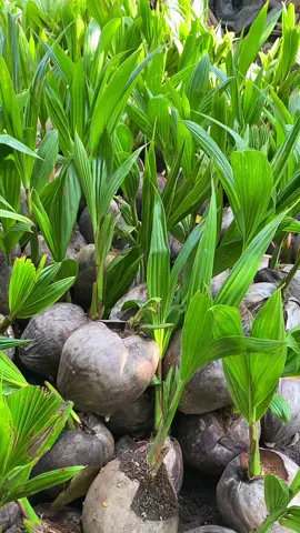 #bibitbuah #bibittanaman #tambulampot #bibit #bibitkelapa #kelapaentok #kelapa #kelapawulung #kelapagading #kelapapandanwangi #kelapakopyor #kelapahibrida #kelapahijau 