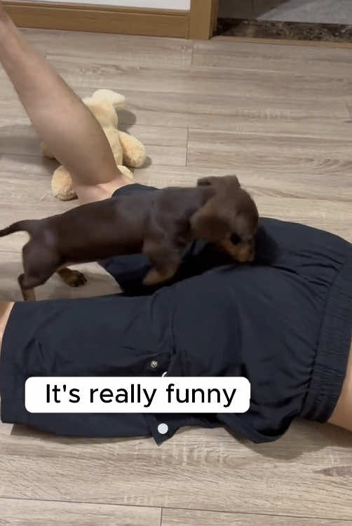 Happy Dachshund #happydog #dachshund #funnyvideos 