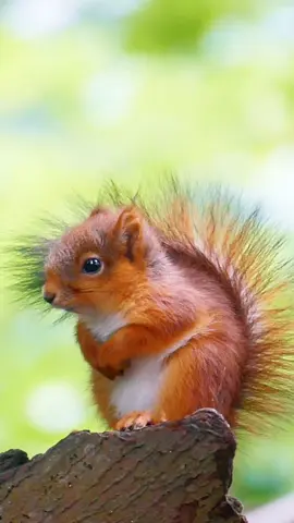 Cute baby squirrels in a forest  #squirrel #babysquirrel #squirrelsoftiktok #cuteanimals #fypage #urbanwildlife #fyp #foryou #animalsoftiktok #nature #viral 