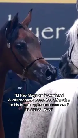 God forbid a horse has a breed characteristic that has existed for around 4000 years #arabianhorse #arabianhorsesoftiktok #horsesoftiktok #equestrian #saturninusarabian #phoenixthearabian #saturninus #halterarabian #halterarabians #elreymagnum #elreymagnumrcf 
