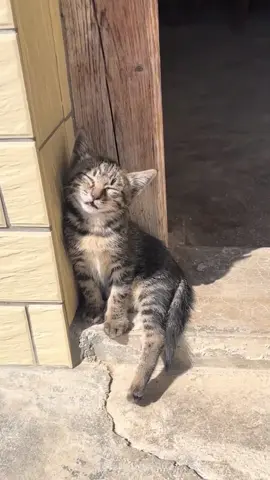 Kitten: