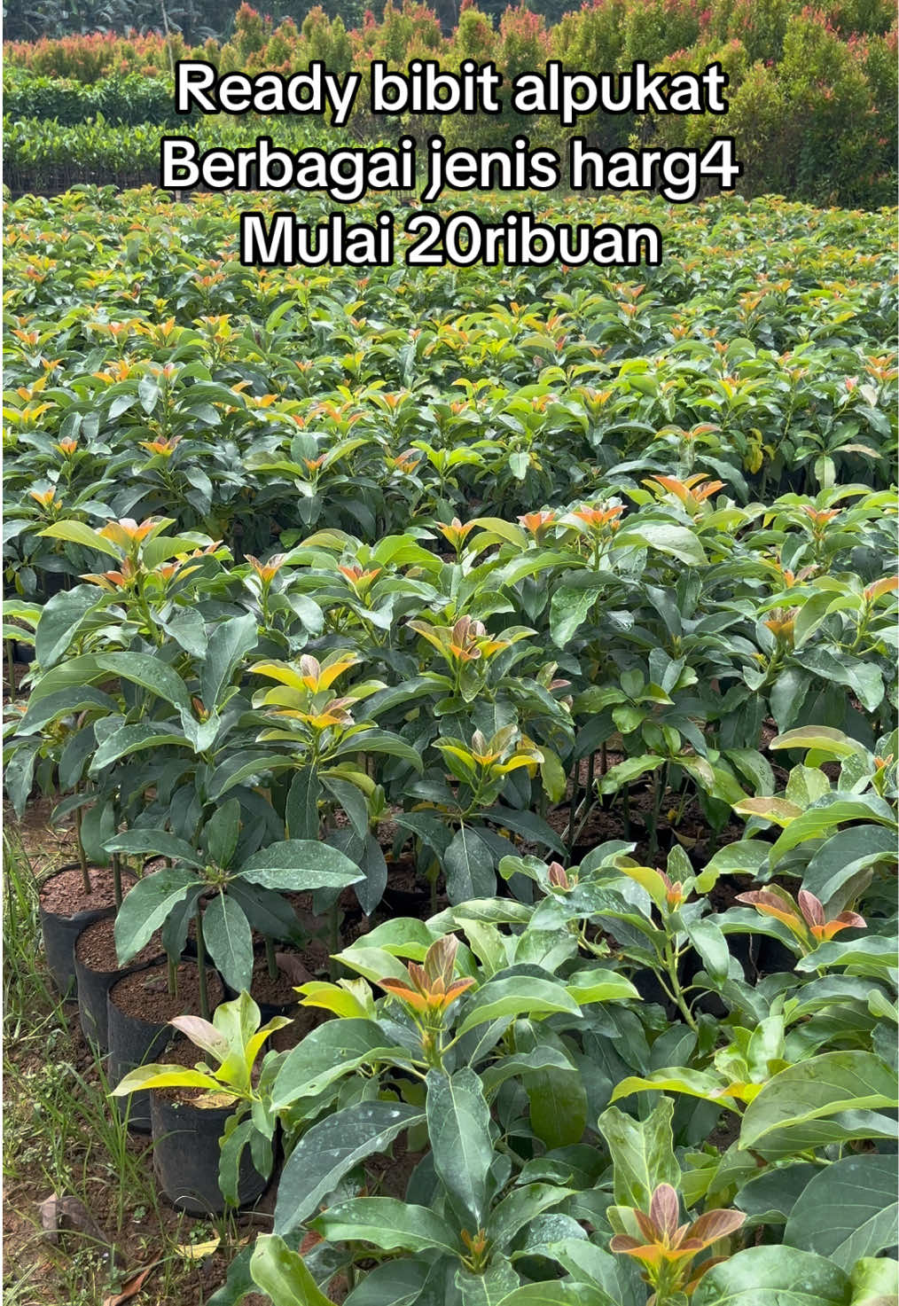 Inf0 pemesanan O822-438l-8795 #bibitalpukat #alpukatpluwang #bibitalpukatunggul #alpukatjumbo #bibitalpukatjumbo #pembibitanpurworejo 