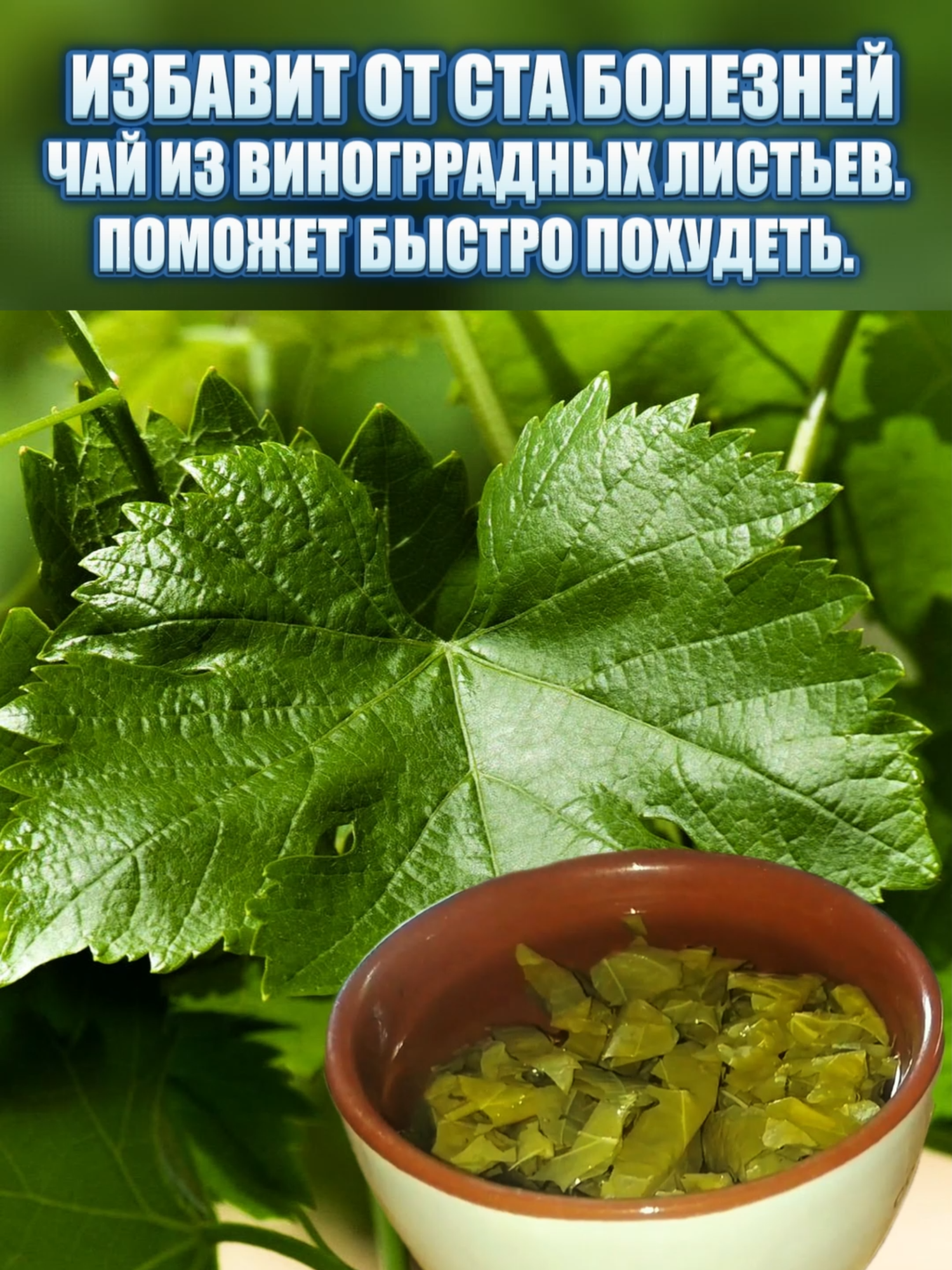 ЧАЙ С ВИНОГРАДНЫМИ ЛИСТЬЯМИ ОТ МНОГИХ ЗАБОЛЕВАНИЙ.#виноградныелистьяпольза##наронаямедицина #самсебедокторviktor #здоровьеикрасота #похудетьбыстро#оченьважнаяинформация