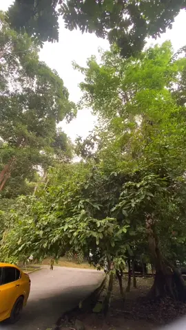 Air terjun pendang.mai berkelah sini weyy.syokk noh #fyp #pendang #airterjun 