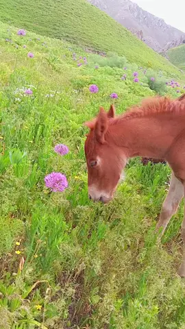 🐎🐎
