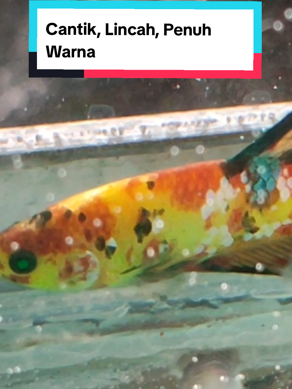Dari Hobi Jadi Cinta, Bersama Ikan Cupang ‼️#ikancupang #bettafish #ikanhias #barakikan #wonogiri #fypage 