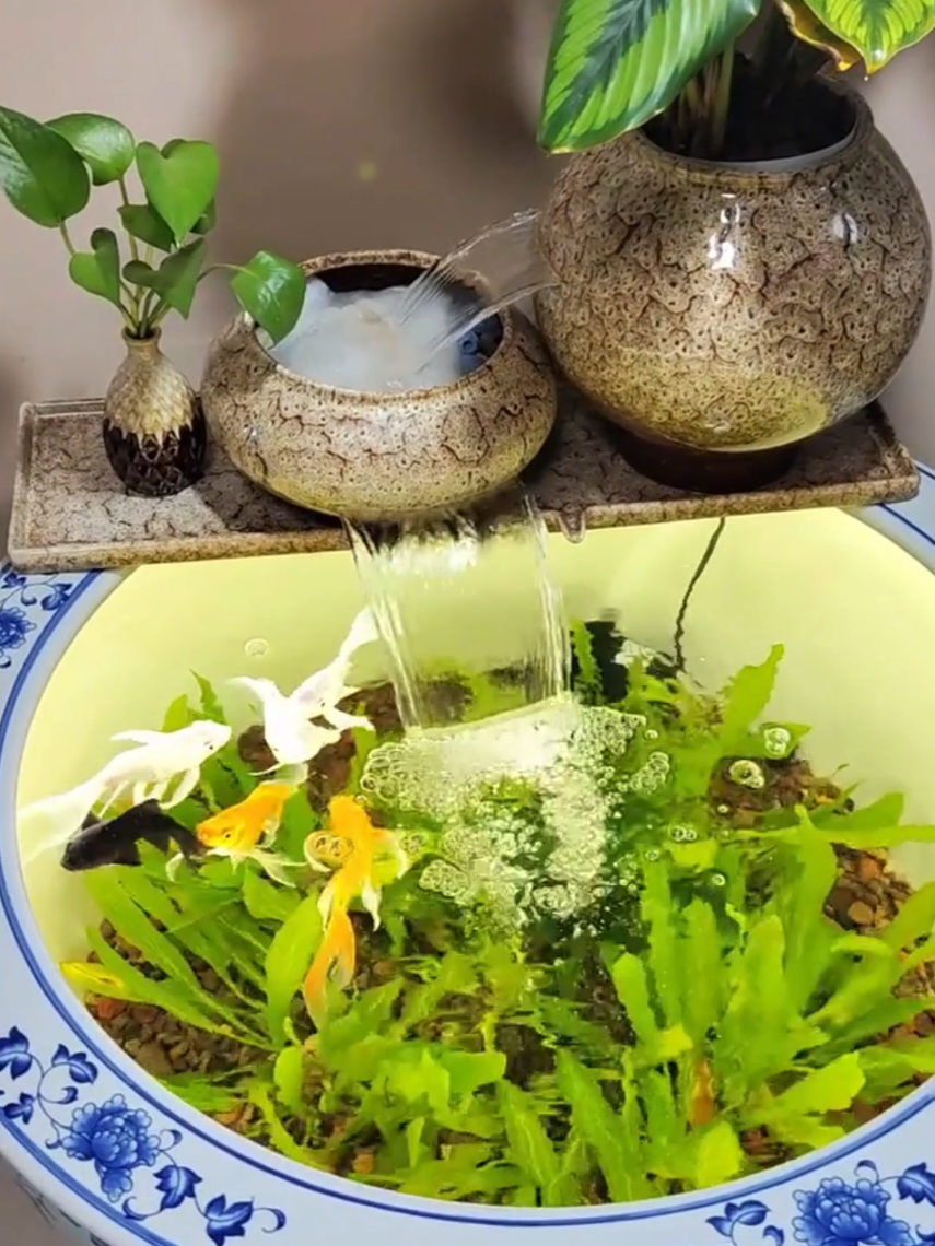 Setup chậu thủy sinh thư giãn trong nhà thật bình yên #setup #thuysinh #nuoica #thugian #binhyen 