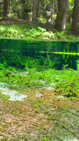 Many of you guys have asked me if there is any fish in the pond, so this time, I will show you fish living in the pond:)))) how do you guys like it ?😊#relax #calm #underwaterworld #underwater #nature #japan #水中 #水中撮影 #水中映像 #水中の世界 
