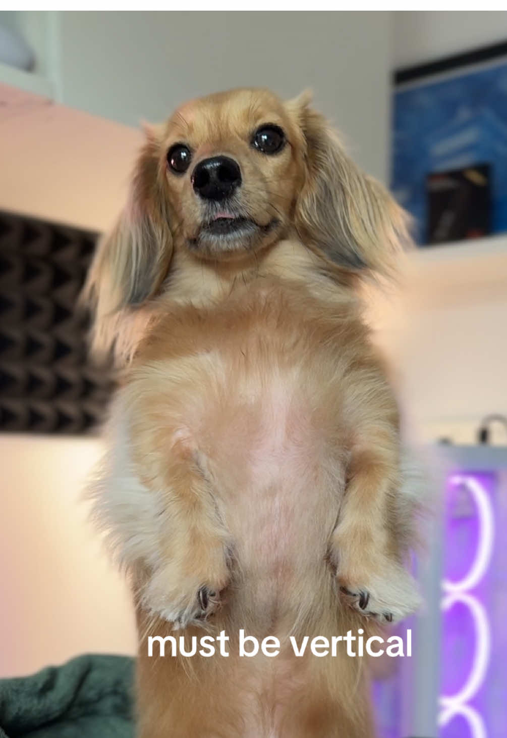 happy national dachshund day everybody!!! #dachshund #minidachshund #dogsoftiktok #fyp #pea #verticaldog 