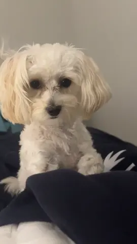 Lovable…❤️❤️ #fyp #dogtiktok #grwm #puppiesoftiktok #maltipoosoftiktok #viralpuppy #maltipoopuppy #puppytok #puppylife #cutestpuppy #maltipoo #puppytiktok #dogsoftiktok #sweetpuppy #loveable 