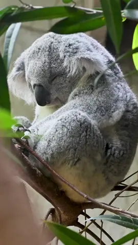 Did you know koalas can sleep for up to 18-20 hours every day. #ausgeo #seeaustralia #factoftheday #koalas
