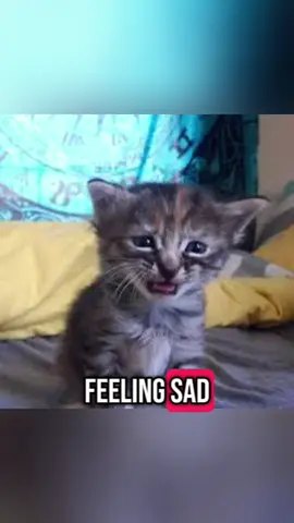 BE HAPPYS  #evillarry #jorkingit #jorkit #PetsOfTikTok #cat #catsoftiktok #Sillycats #sillycatstiktok #peenar #peenarsnipperguy #peenarexplosionchamber #peenarenlargement #larry #lilguy #littleguy #fypシ #fypage #fypシ゚viral #fyppppppppppppppppppppppp #fypppppppppppppp #goofycats #catsofinstagram #tiktok #TikTokShop #tiktokpartner #tiktokviral #sounds #viral? #hoopdreams #trend #trending #trendingsong #trendingsound #basketball #gato #gatos