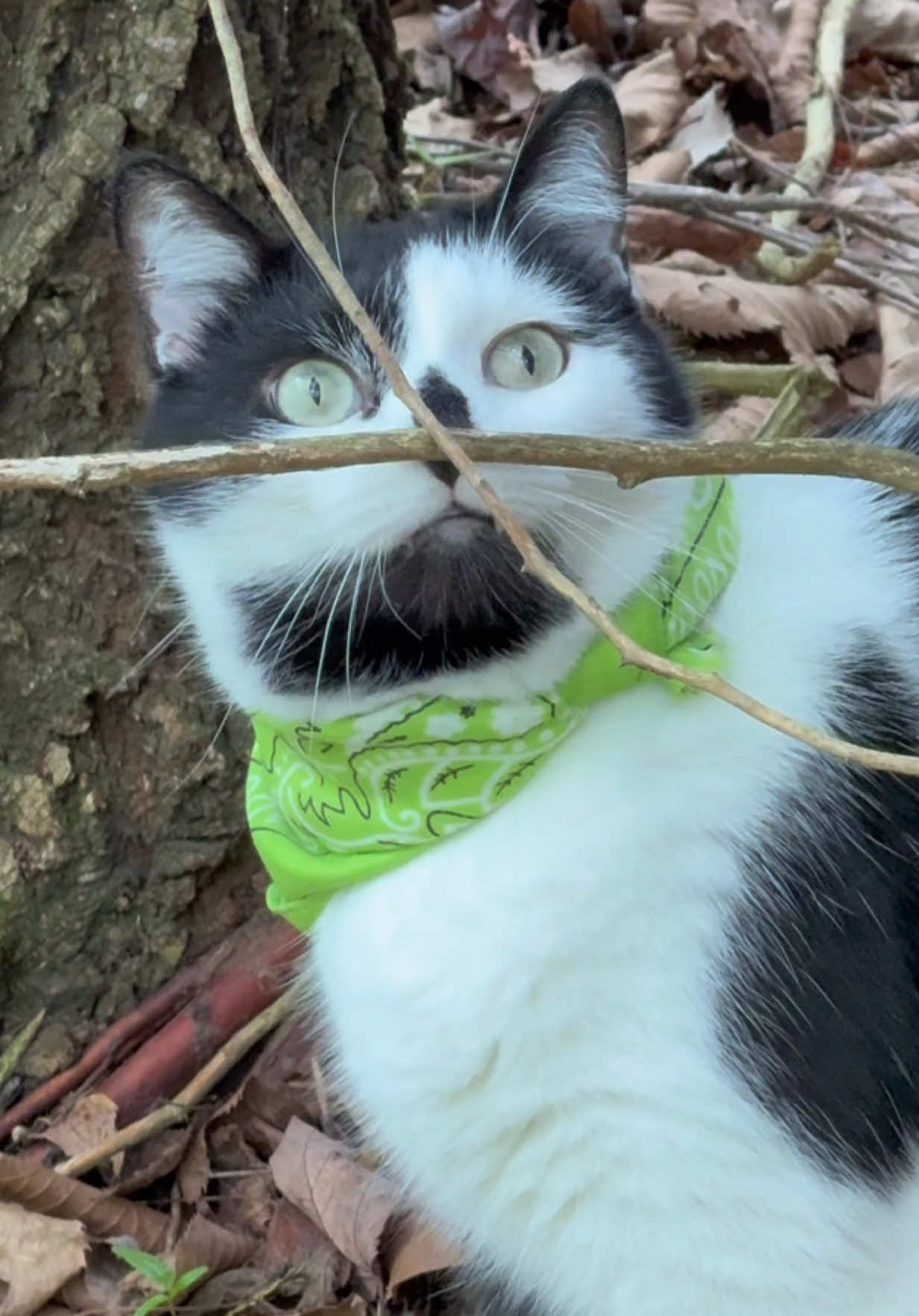 Meowdy purrtners. Second half today’s walk. Hat lost. Microphone lost. Still lots of inspecting to do 🧐 Jack Spicer did not pay film crew overtime for finding microphone with metal detector after the fact 😤  If you’re a fan of Jack Spicer’s kitty cat cowboy content please consider being a real cowpoke and subscribing to his Patreon linked in bio 😊 everything helps ❤️  #cat #cats #catlover #kittycat #catlife #cattok #funnycat #catmeow #catwalk #catsoftiktok #catwalks #cutecat #kitty #catlovers 