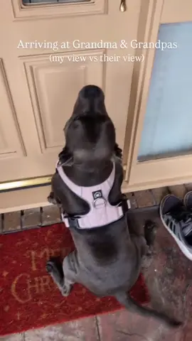 Rate that slide 😂 Part 3 of the series and by popular request... The reverse angle  #grandparents #grandma #grandpa #family #staffy #staffylover #staffysofinstagram #staffylife #staffiesofinstagram #staffymoments #loveher #mygirl #dog #dogsofinstagram #dogowners #dogdad #doggosofinsta #petsofinstagram #petowner #funnydog #doglife #doglover #dogoftheday #instadog 