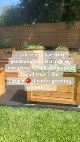 you’re out here growing tomatoes, basil, or just vibes — drop a 🍅and let’s be friends. Let’s build the garden gang. #gardentok #gardening #grow #tiktokgarden #urbangarden #budgetfriendly ##budgetingtips