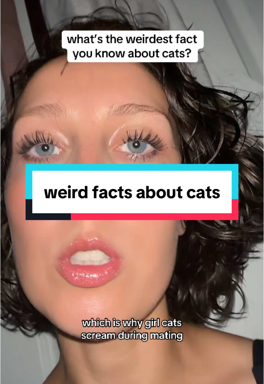 #creatorsearchinsights #catfacts #facts #cat #fypシ 